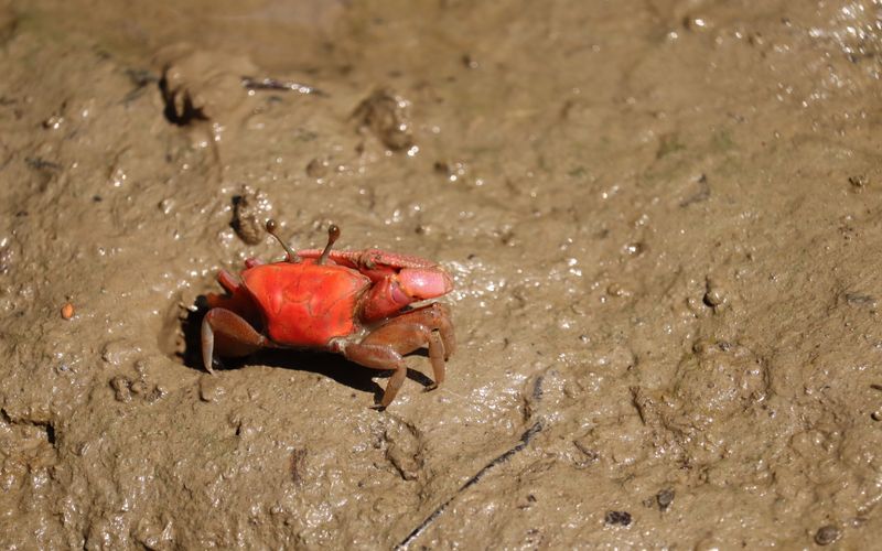 Darwin Mud Crabbing