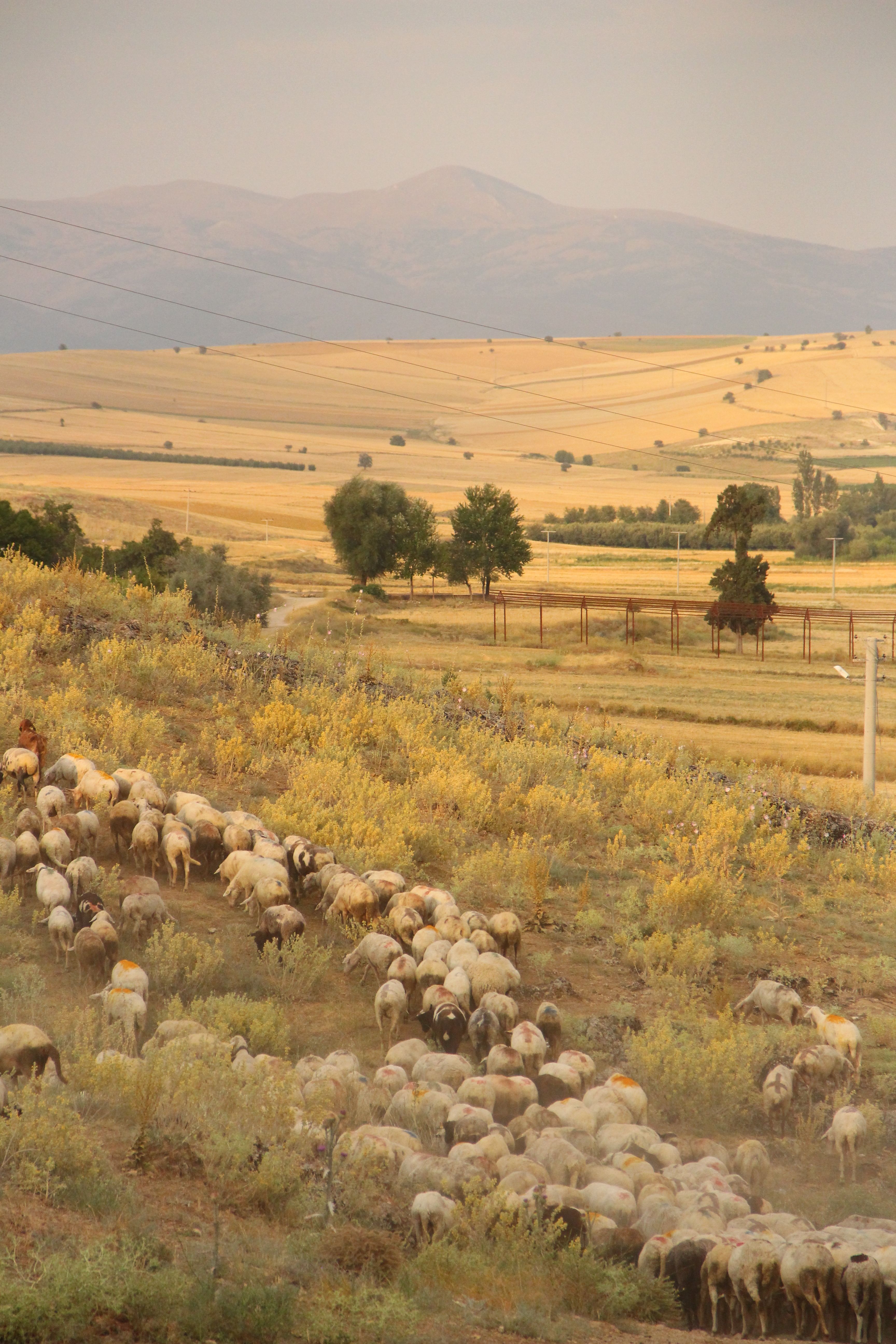 A peaceful view of a flock of sheep grazing in a rural steppe landscape.