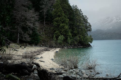 Základová fotografie zdarma na téma břeh jezera, jezero, les