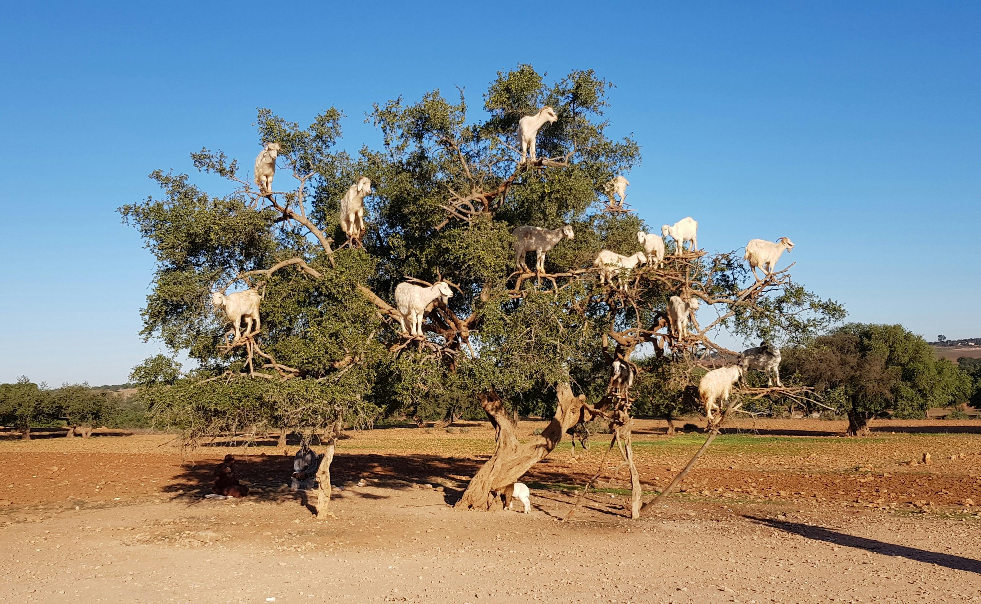 Goats in a Tree · Free Stock Photo