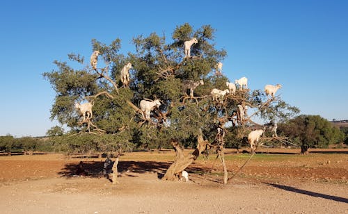 Kostenloses Stock Foto zu bauernhof, baum, feld