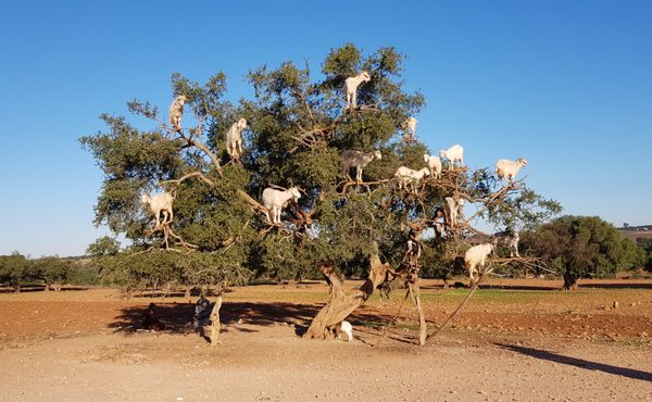 Argan forest ecolodge Morocco near Agadir