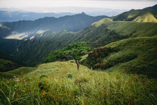 Photos gratuites de arbre, chaîne de montagnes, herbe verte
