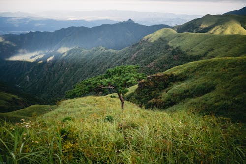 Green Grass on Mountains