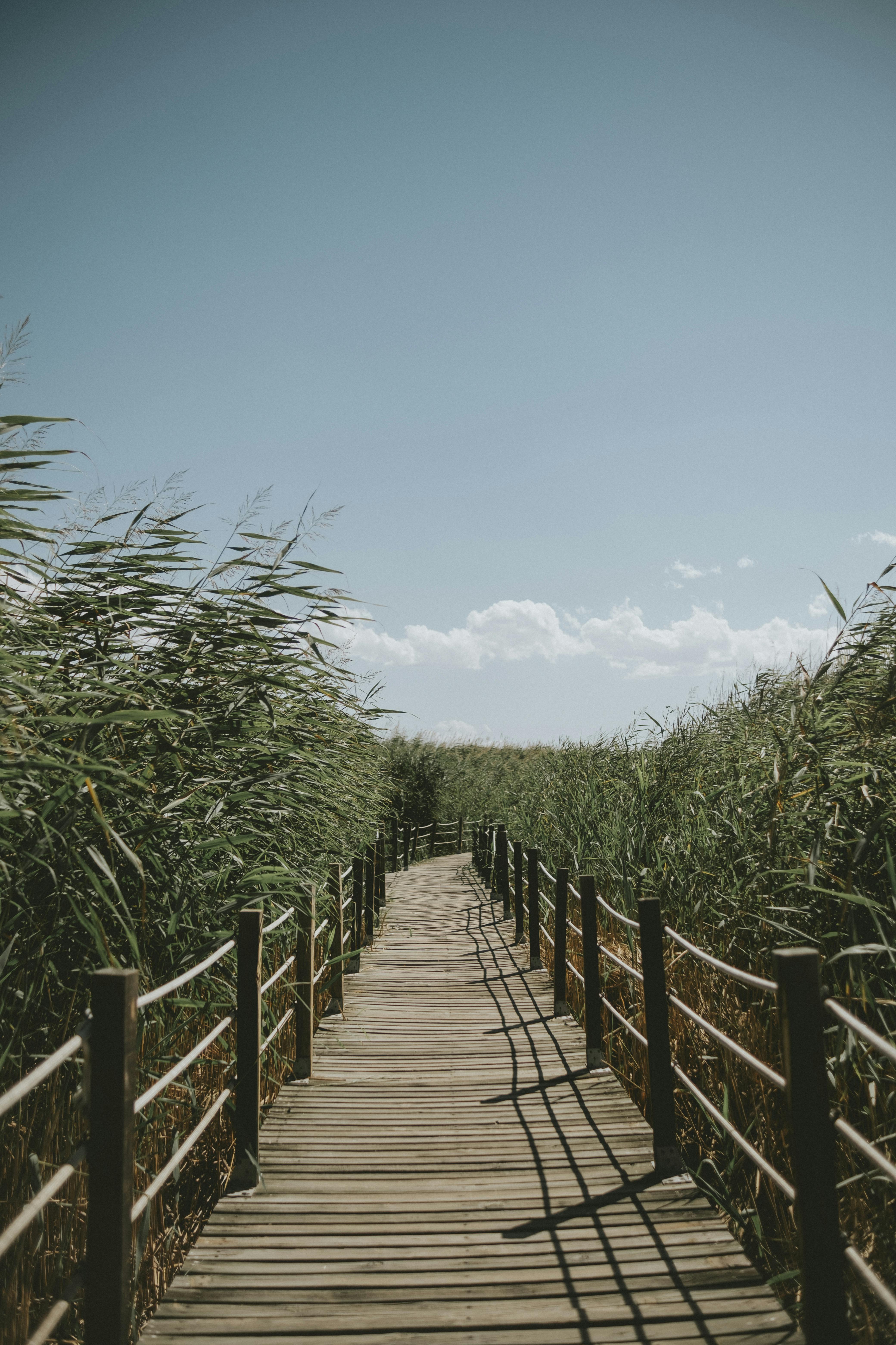 A sunlit wooden footbridge extends through lush marshland under a clear blue sky, perfect for tranquil nature walks.