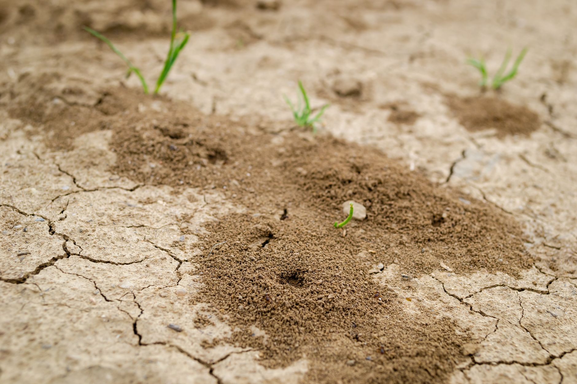 Advanced Insight 1: The Zoonotic Threat and Soil Persistence