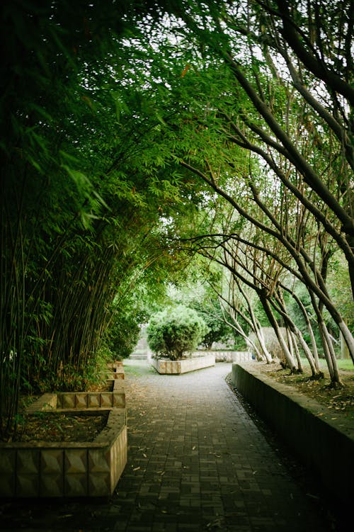 Imagine de stoc gratuită din arbori, caldarâm, cale