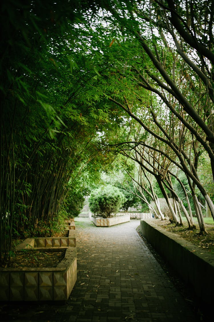 A Path In A Park