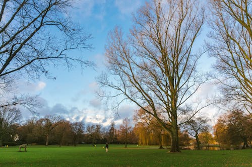 Free stock photo of autumn, park