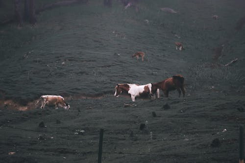 Free Herd of Cow on Green Grass Field Stock Photo