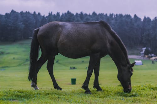Close Up Photo of Horse Eating Grass