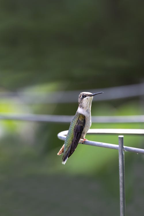Free Close Up Photo of a Hummingbird Stock Photo