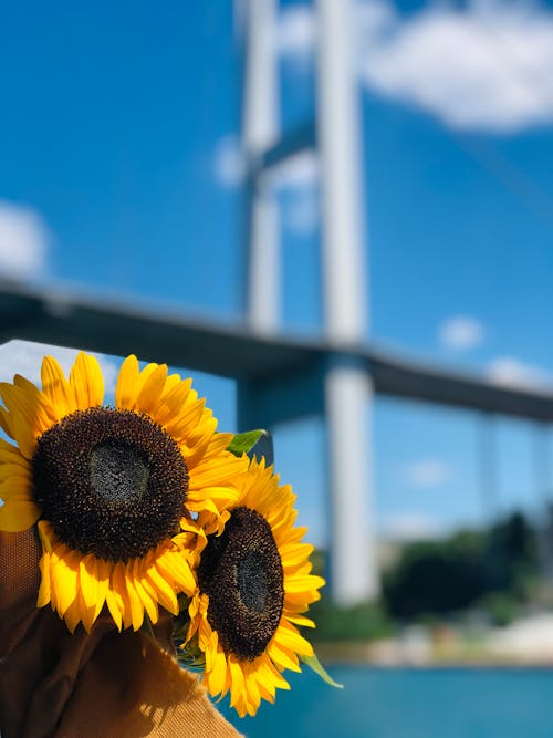 Fotobanka s bezplatnými fotkami na tému flóra, kvet ovocného stromu, kvetinová fotografia