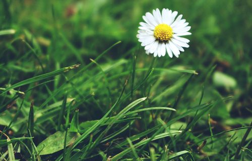 Free A bright white daisy flower blooming amidst lush green grass, capturing the essence of nature. Stock Photo
