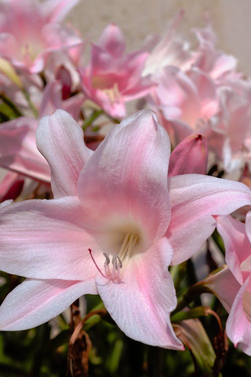 Kostnadsfri bild av blomfotografi, blomma, blomning