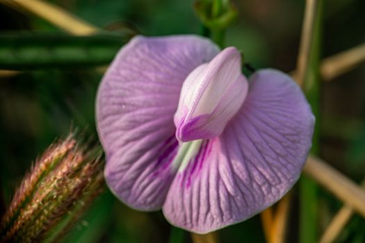Close Up Photo of a Flower