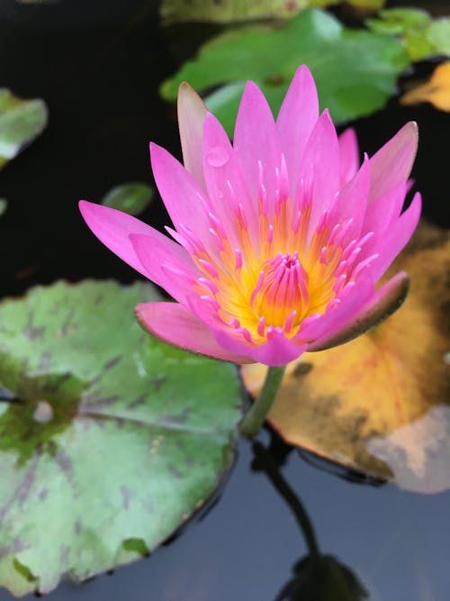 A Water Lily in Bloom