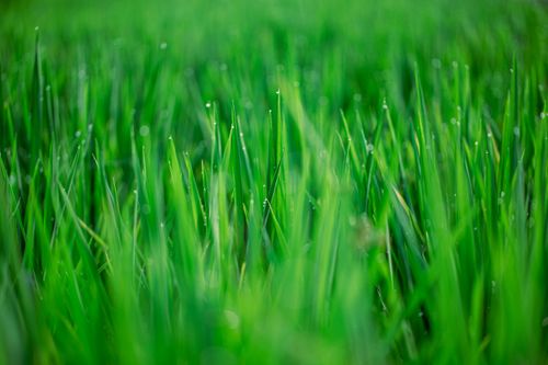Free Close-up of green grass with dewdrops, showcasing nature's freshness and vividness. Stock Photo