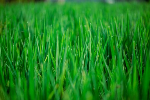 Free Close-up shot of fresh green grass with dewdrops, capturing nature's vibrancy and serenity. Stock Photo