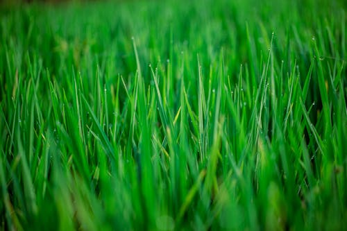 Fotos de stock gratuitas de campo, césped, de cerca