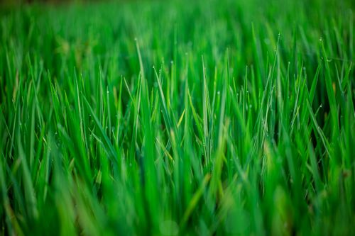 Free Close-up view of fresh green grass blades with morning dew droplets, creating a vibrant natural scene. Stock Photo