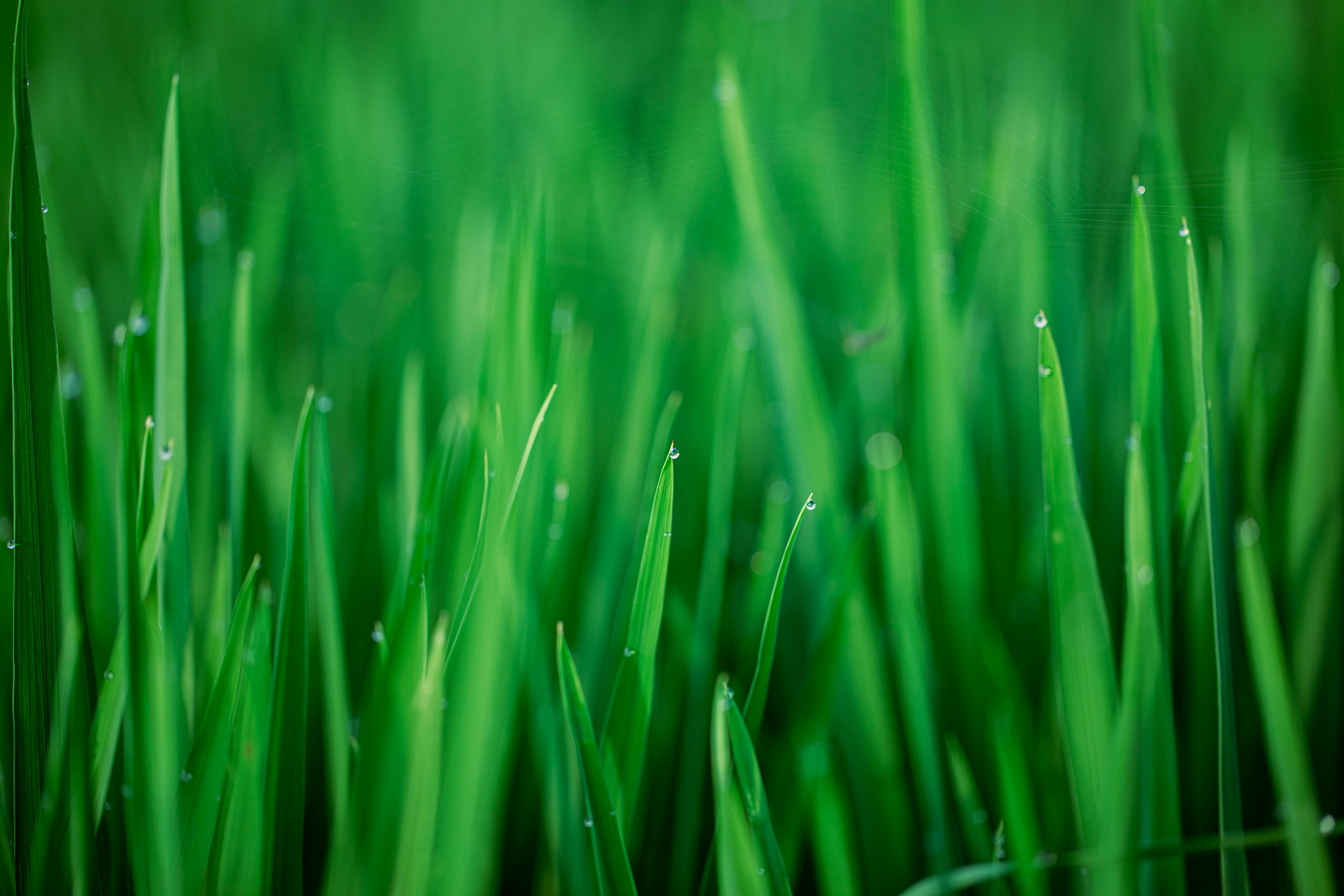 close up shot of a grass field