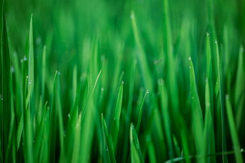 Free Lush green grass with dewdrops in a blurred, natural setting. Perfect for nature and springtime themes. Stock Photo