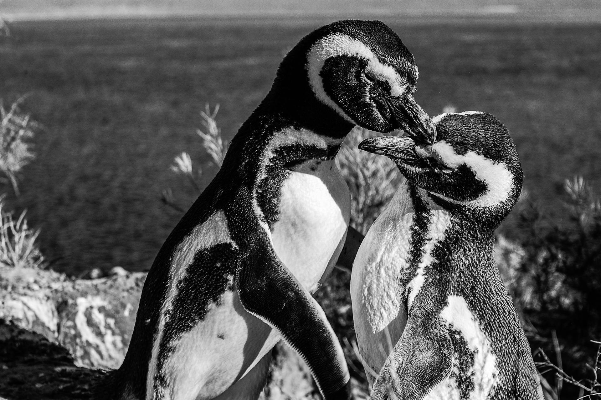 Black and white close-up of affectionate Magellanic penguins in Argentina.