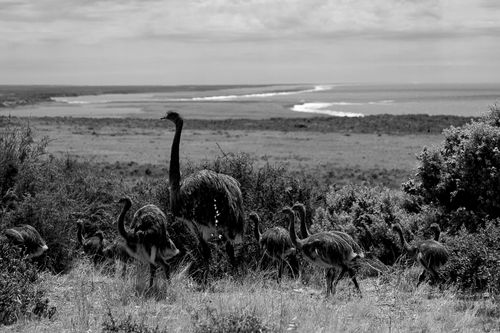 Free A black and white image capturing ostriches in a natural grass field setting in Puerto Piramides, Argentina. Stock Photo