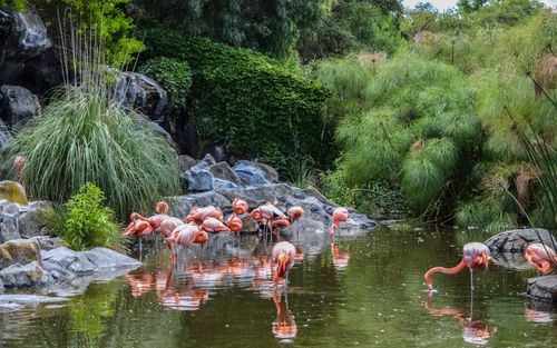 Free A serene scene of flamingos wading in a lush green pond surrounded by rocks. Stock Photo