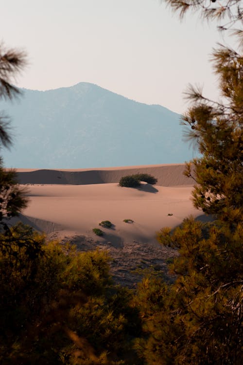 Foto profissional grátis de areia, árido, árvores