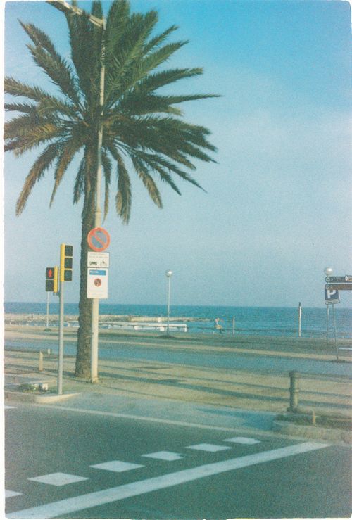 Free A serene view of palm trees and the sea along Barcelona's coastal streets, capturing a tropical vibe. Stock Photo