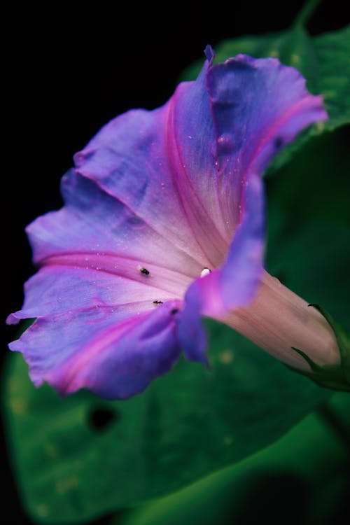 Close-Up Shot of a Flower