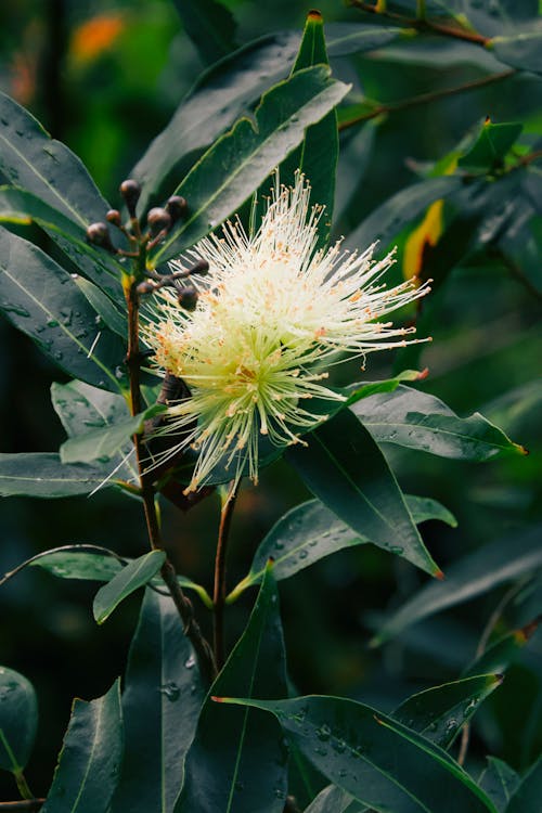 Rose-Apple Flowers