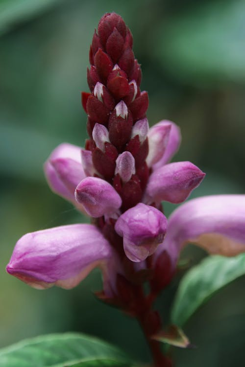 Obedient Plant in Bloom