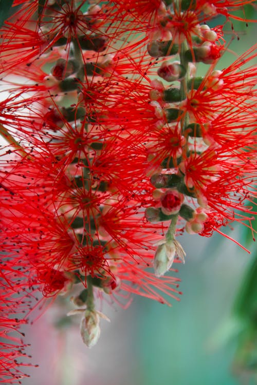 Gratis stockfoto met bloem, natuur, rood