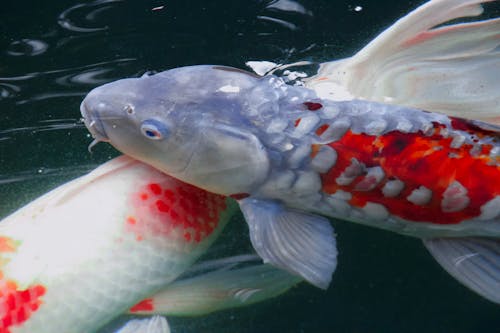 Free stock photo of animal, carp, carpe