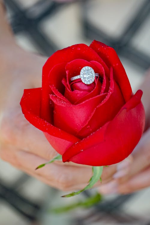 Darmowe zdjęcie z galerii z akcesorium, czerwona róża, diamentowy pierścionek