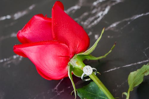 Close-up of a Red Rose with a Ring