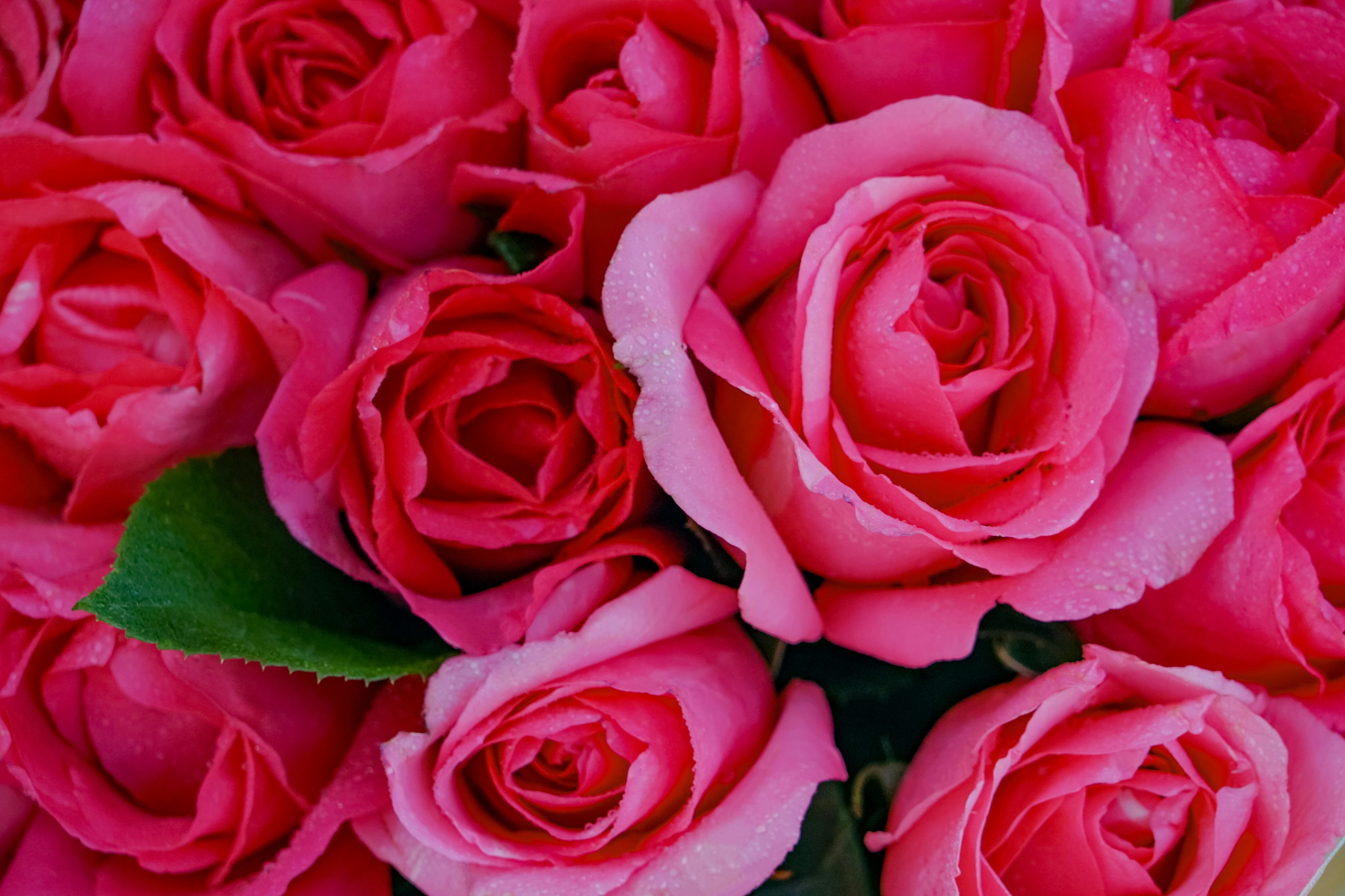 Pink Flowers with Water Droplets · Free Stock Photo