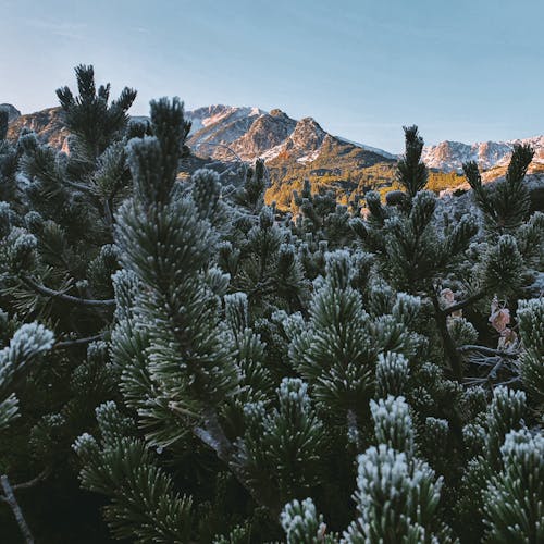 Frosted Conifer Tree in Mountains