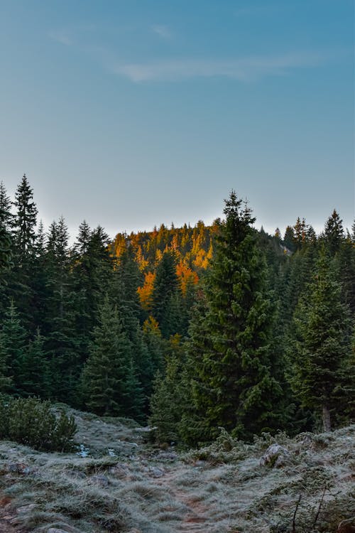 Foto profissional grátis de árvores, cenário, céu limpo