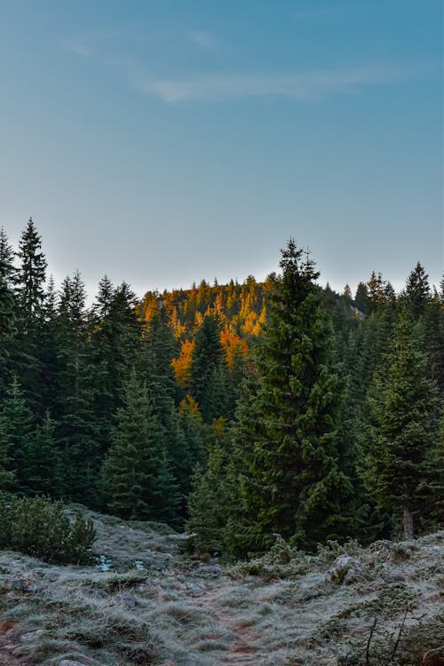 Clear Sky over Forest