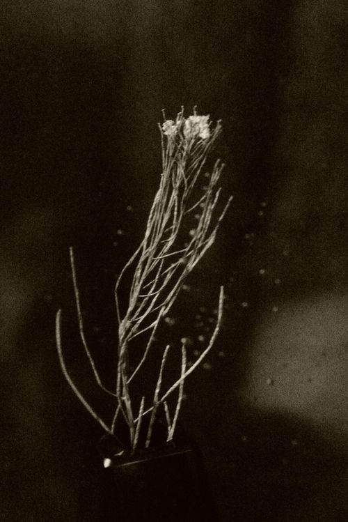 Free Artistic sepia-toned still life image of a dried plant in a vase, minimalist composition. Stock Photo