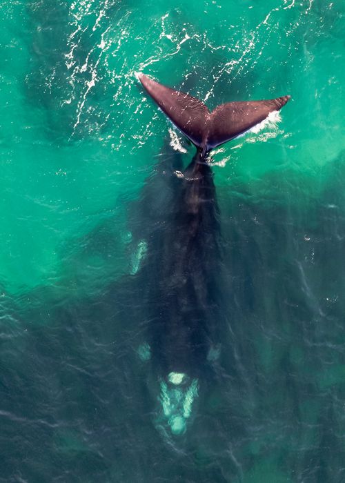 Free Aerial shot of a whale's tail in turquoise waters near Puerto Madryn, Argentina. Stock Photo