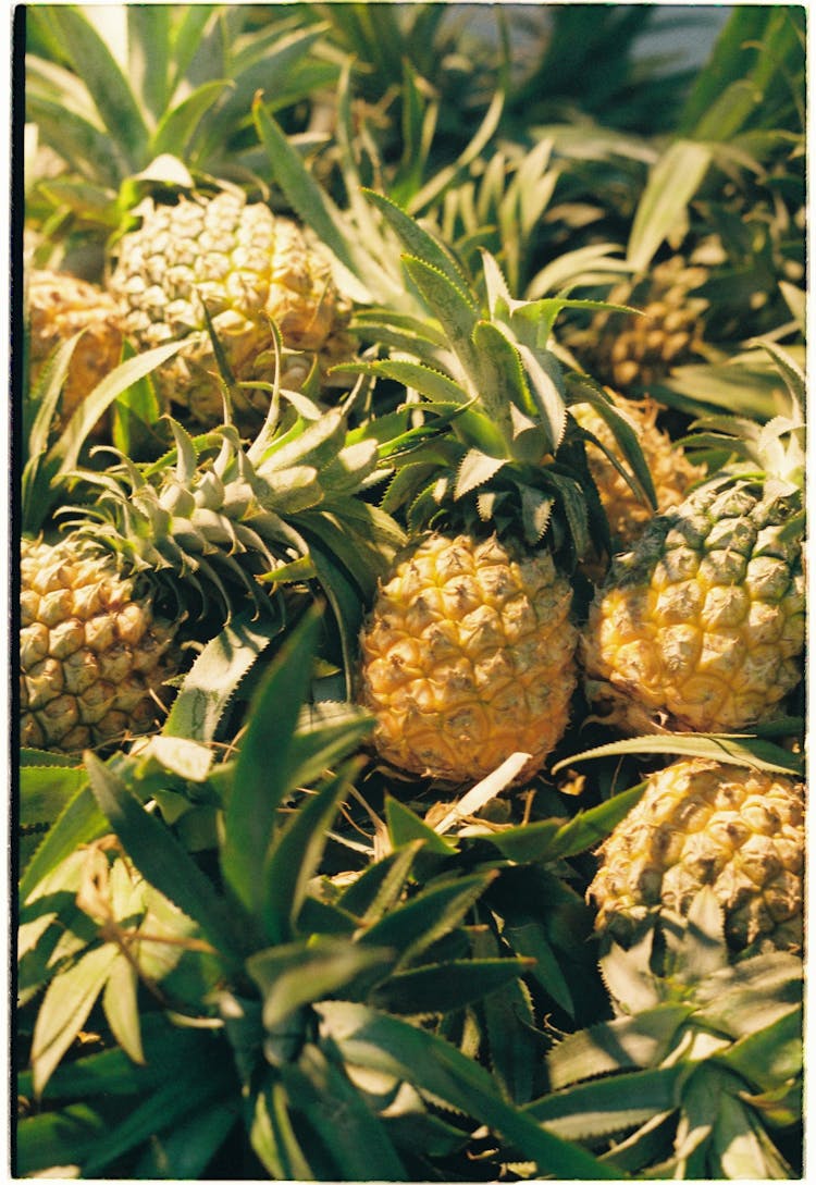 Pineapples In Close Up Photography