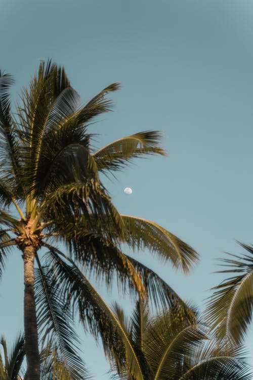 Gratis lagerfoto af fotografering fra lav vinkel, kokostræ, lodret skud
