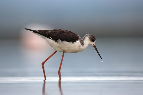 Free Close-up of a Black-winged Stilt (Himantopus himantopus) in Velence, Hungary. Stock Photo