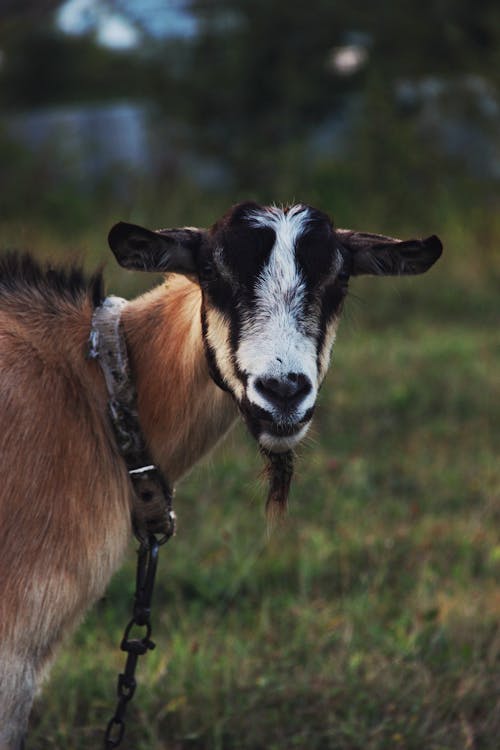 Close Up Photo of a Goat