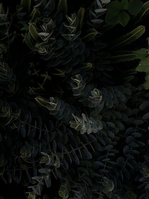 Top view of green heap of eucalyptus gunni and cactus growing together in twilight
